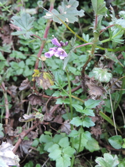 Cardamine obliqua