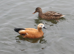 Tadorna ferruginea