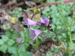 Cardamine obliqua