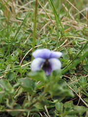 Viola eminii