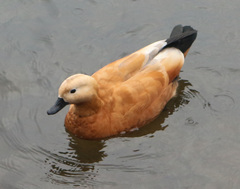 Tadorna ferruginea