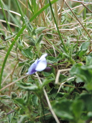 Viola eminii
