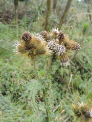 Carduus nyassanus