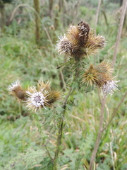 Carduus nyassanus