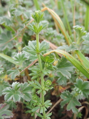 Alchemilla johnstonii image