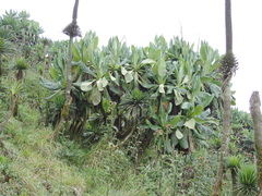 Dendrosenecio erici-rosenii