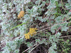 Helichrysum
