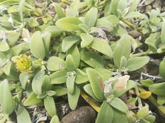 Wollastonia