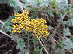 Helichrysum