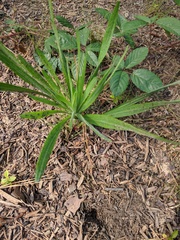 Liatris pycnostachya