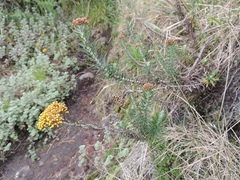 Helichrysum
