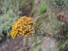 Helichrysum