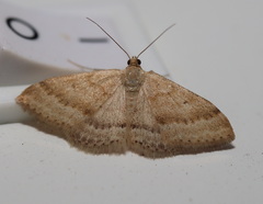Scopula lydia