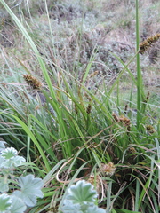 Carex conferta image