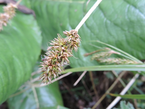 Carex conferta image