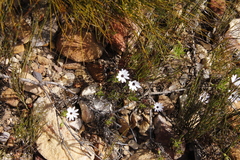 Dimorphotheca walliana