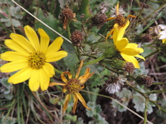 Senecio