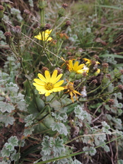 Senecio