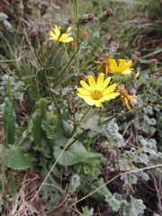 Senecio