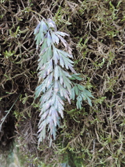Asplenium