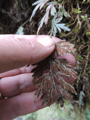 Asplenium