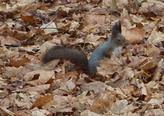 Sciurus vulgaris