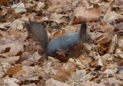 Sciurus vulgaris