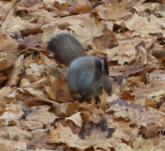 Sciurus vulgaris