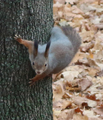 Sciurus vulgaris