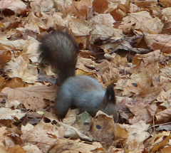 Sciurus vulgaris
