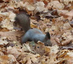 Sciurus vulgaris