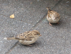 Passer domesticus