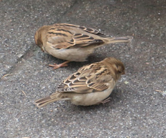Passer domesticus