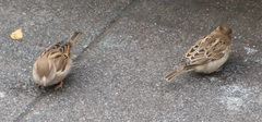 Passer domesticus