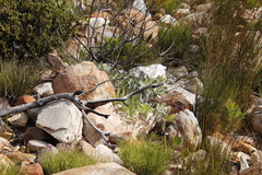 Leucospermum cordatum