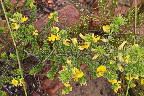 Image of Aspalathus hirta by no rights reserved