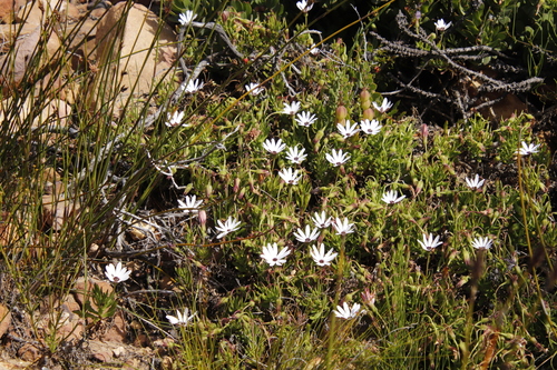 Gordon's Bay Daisy (Dimorphotheca walliana)