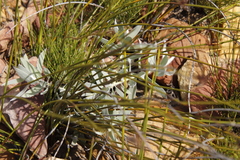 Leucospermum cordatum