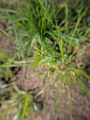Scleria oligantha