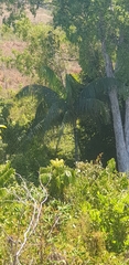 Dypsis leptocheilos