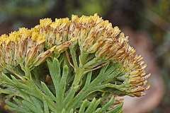 Athanasiinae