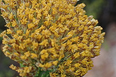 Athanasiinae