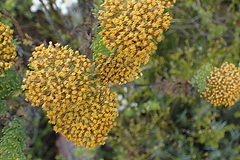 Athanasiinae