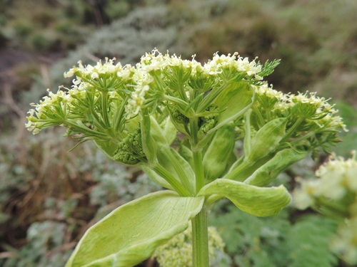 Afroligusticum linderi image