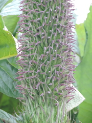 Lobelia stuhlmannii