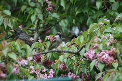 Passer domesticus
