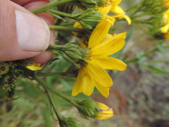 Senecio