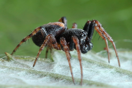 Carmine Orbweaver