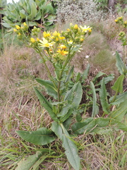 Senecio