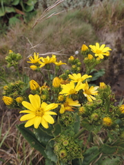 Senecio